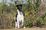 FOX TERRIER POIL LISSE 116